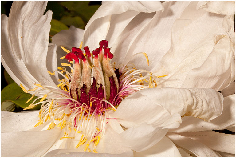 Peony No 5 PRES s